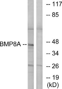 Anti-BMP8a Rabbit Polyclonal Antibody