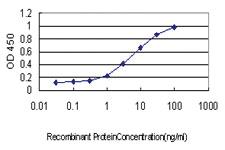 Anti-IRF9 Mouse Monoclonal Antibody [clone: 1C10]