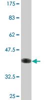 Anti-SSR2 Mouse Monoclonal Antibody [clone: 4C1]