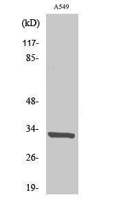 Western blot analysis of various cells using Anti-CD20 Antibody