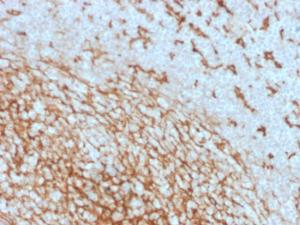 Immunohistochemical analysis of formalin-fixed, paraffin-embedded human tonsil using Anti-CD14 Antibody [LPSR/2408]