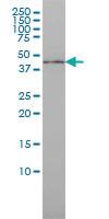 Anti-IRF9 Mouse Monoclonal Antibody [clone: 1D11]