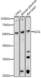 Anti-ELK1 antibody