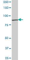 Anti-RASGRP3 Mouse Polyclonal Antibody