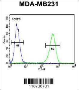 Anti-AMACR Rabbit Polyclonal Antibody (FITC (Fluorescein Isothiocyanate))