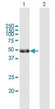 Anti-POU2F2 Mouse Polyclonal Antibody