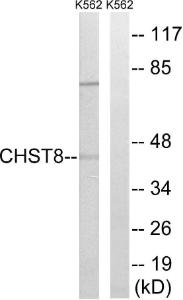 Anti-CHST8 Rabbit Polyclonal Antibody