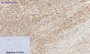 Anti-CREB + CREM Rabbit Polyclonal Antibody