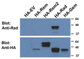 Anti-RRAD Goat Polyclonal Antibody