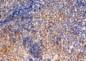 Anti-MYD88 Goat Polyclonal Antibody