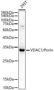 Western blot analysis of extracts of various cell lines, using Anti-VDAC1/Porin Antibody (A12700) at 1:400 dilution