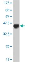 Anti-NEUROD1 Mouse Monoclonal Antibody [clone: 3H8]