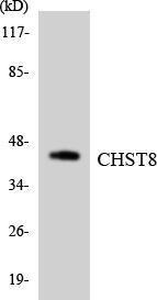 Western blot analysis of the lysates from HT 29 cells using Anti-CHST8 Antibody