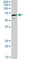 Anti-CAMKV Mouse Polyclonal Antibody