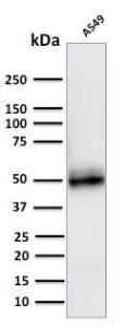 Western blot analysis of A549 cell lysate using Anti-CD14 Antibody [LPSR/2408]