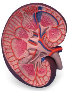 Models of kidney