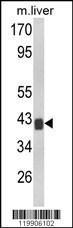 Anti-TOB1 Rabbit Polyclonal Antibody (HRP (Horseradish Peroxidase))