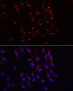 Antibody A308283-100 100 µl