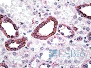 EB06694 (2.5 µg/ml) staining of paraffin embedded Human Kidney. Steamed antigen retrieval with citrate buffer pH 6, AP-staining.