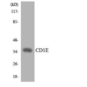 Antibody anti-CD1E A101523-100 100 µg