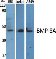 Anti-BMP8a Rabbit Polyclonal Antibody