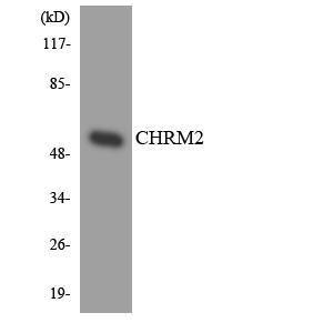 Western blot analysis of the lysates from HUVEC cells using Anti-CHRM2 Antibody