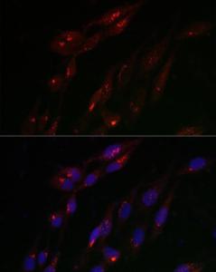 Antibody A308283-100 100 µl