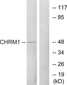 Anti-muscarinic Acetylcholine Receptor 1 Rabbit Polyclonal Antibody