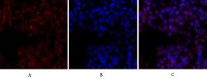 Anti-CREB + CREM Rabbit Polyclonal Antibody