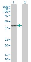 Anti-PDXDC2P Mouse Polyclonal Antibody