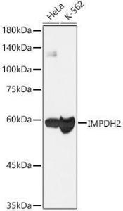 Western blot analysis of various lysates, using Anti-IMPDH2 Antibody [ARC1479] (A308284) at 1:1,000 dilution