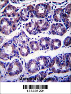 Anti-SLC41A2 Rabbit Polyclonal Antibody (FITC (Fluorescein Isothiocyanate))