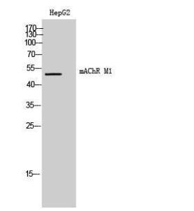 Anti-muscarinic Acetylcholine Receptor 1 Rabbit Polyclonal Antibody