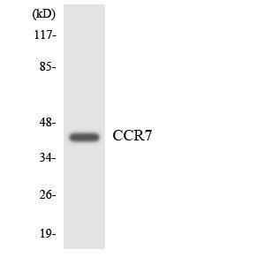 Western blot analysis of the lysates from HeLa cells using Anti-CCR7 Antibody