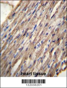 Anti-C10orf129 Rabbit Polyclonal Antibody