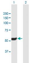 Anti-HEXDC Mouse Polyclonal Antibody