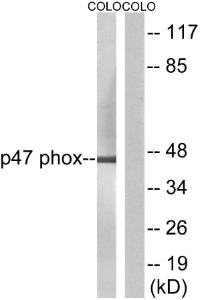 Western blot analysis of lysates from COLO205 using Anti-p47 phox Antibody. The right hand lane represents a negative control, where the antibody is blocked by the immunising peptide.