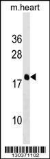 Anti-PDE6D Rabbit Polyclonal Antibody