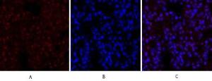 Anti-CREB + CREM Rabbit Polyclonal Antibody