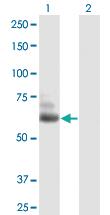 Anti-TTLL6 Mouse Polyclonal Antibody