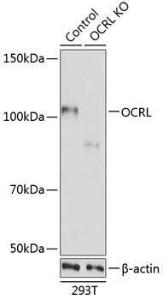 Anti-OCRL Rabbit Polyclonal Antibody