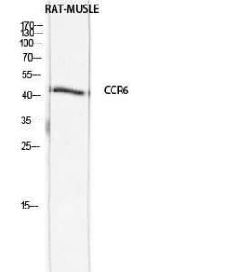 Anti-CCR6 antibody