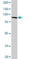 Anti-TTLL6 Mouse Polyclonal Antibody