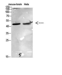 Anti-CCR6 antibody