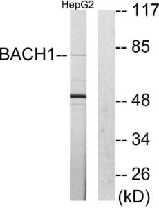 Western blot analysis of lysates from HepG2 cells using Anti-BACH1 Antibody The right hand lane represents a negative control, where the antibody is blocked by the immunising peptide