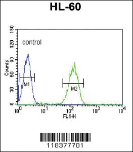 Anti-CA5B Rabbit Polyclonal Antibody