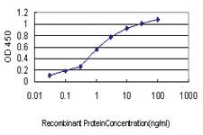 Anti-BPNT1 Mouse Monoclonal Antibody [clone: 2E1]