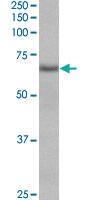 Anti-CYB5R4 Goat Polyclonal Antibody