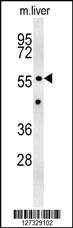 Anti-DGCR6L Rabbit Polyclonal Antibody