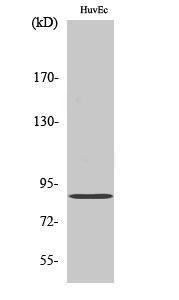 Western blot analysis of HuvEc cells using Anti-CGK 2 Antibody